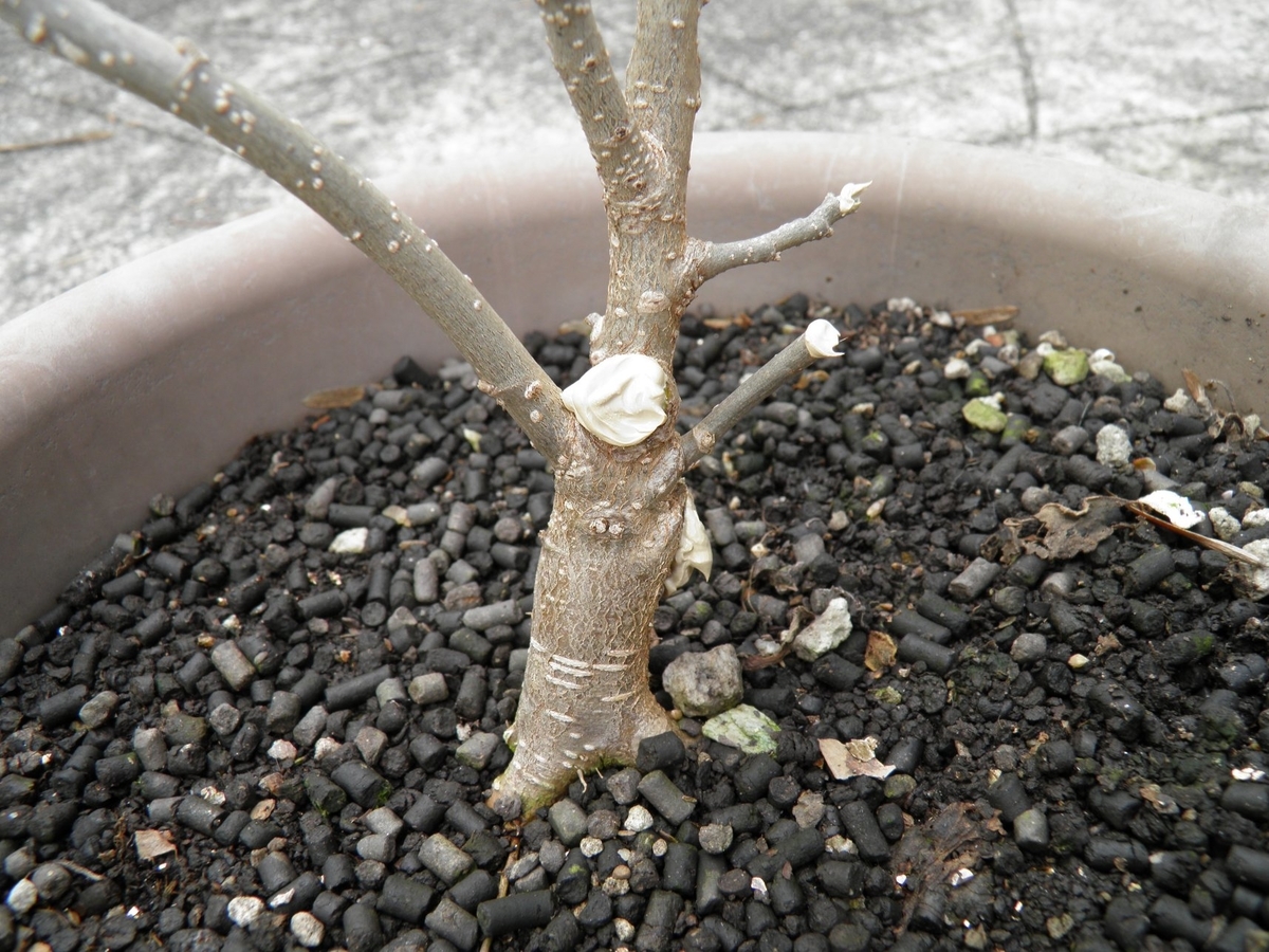 癒合剤を塗った鉢植えの桑の木の写真