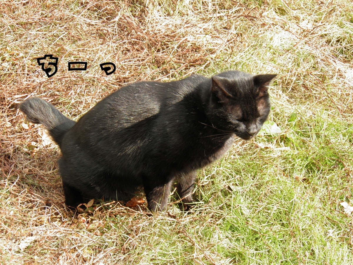 オシッコする黒猫祐希
