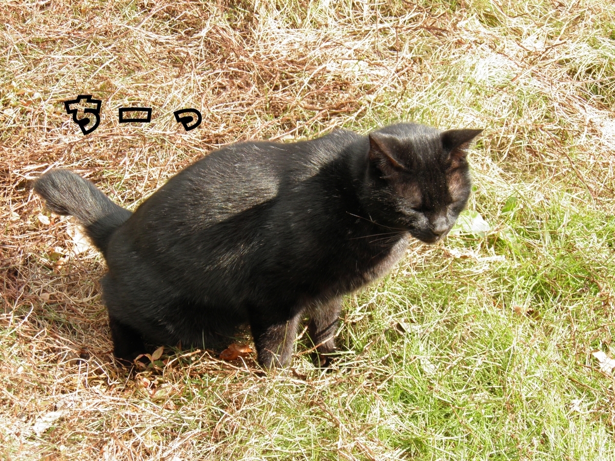 オシッコする黒猫祐希