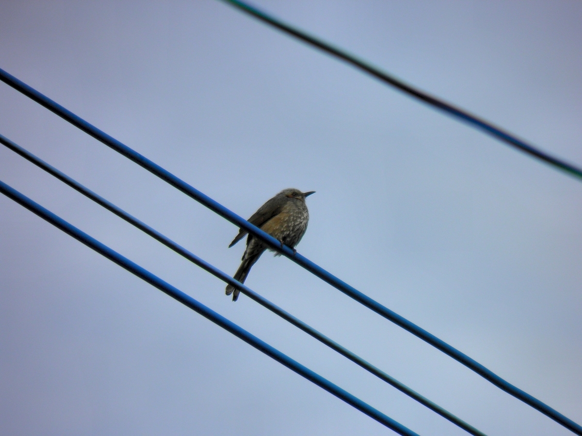 鳥 フリー素材 フリー写真 商用利用可 葉ログ 鳥 フリー素材 フリー写真 商用利用可 葉ログ