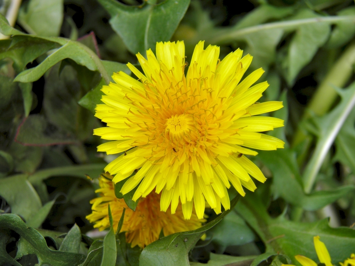 ダンデライオン タンポポです 蒲公英 葉ログ