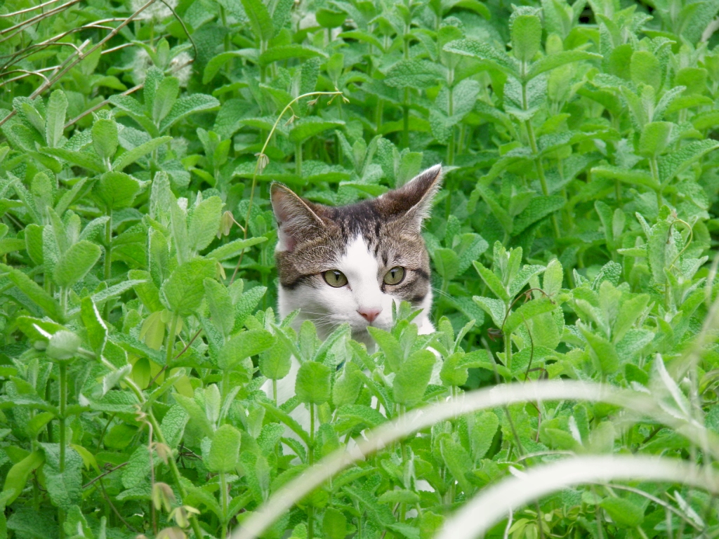 かなた