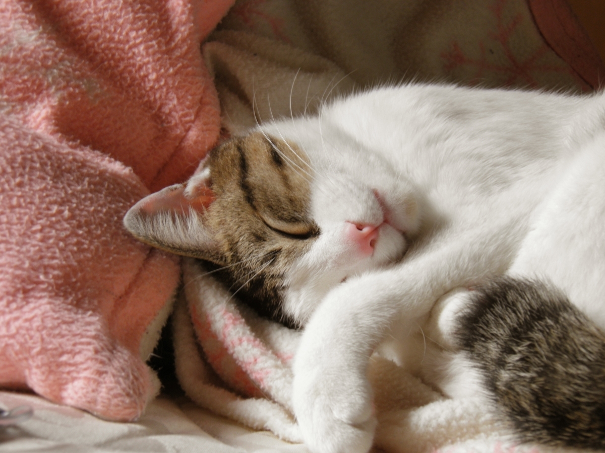朝寝坊の朝は至福のひととき 猫の寝顔 葉ログ
