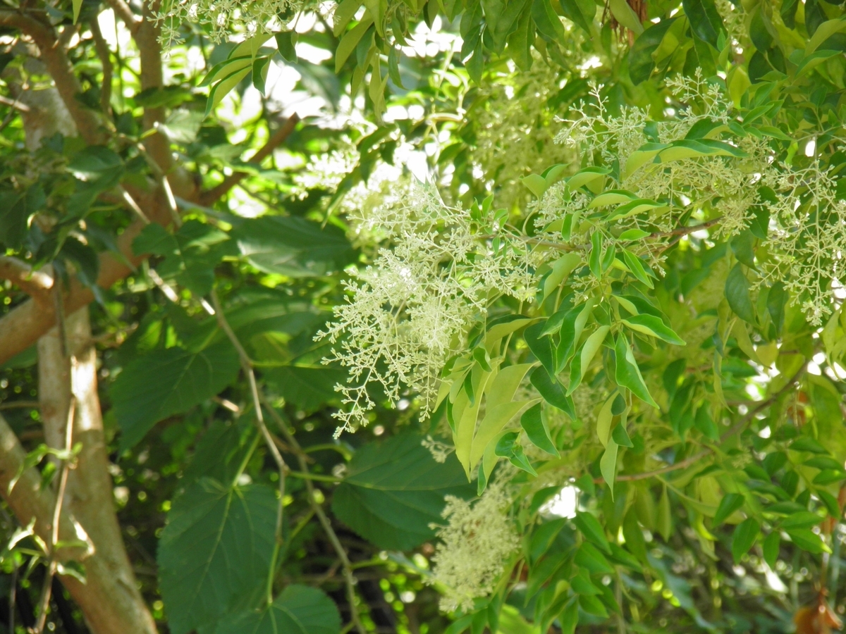 シマトネリコの花