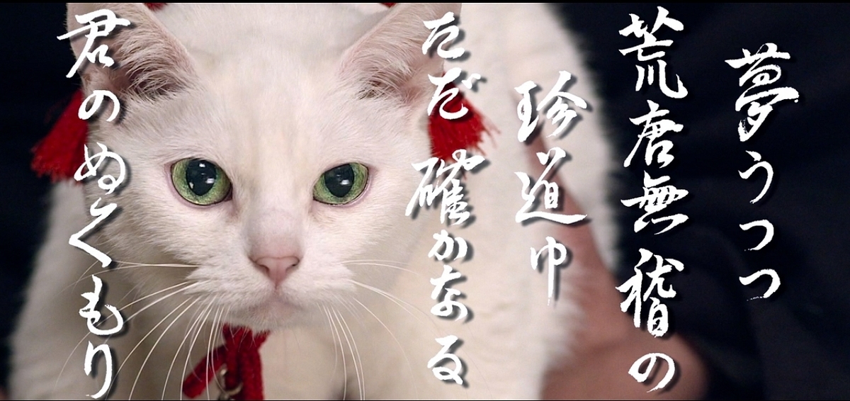 猫侍、南の島へ行く
