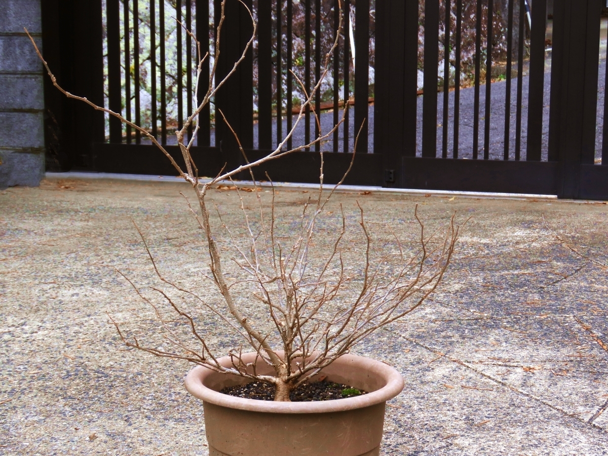 桑 マルベリー の盆栽仕立て 剪定しました 巨木の風貌を目指せ 葉ログ