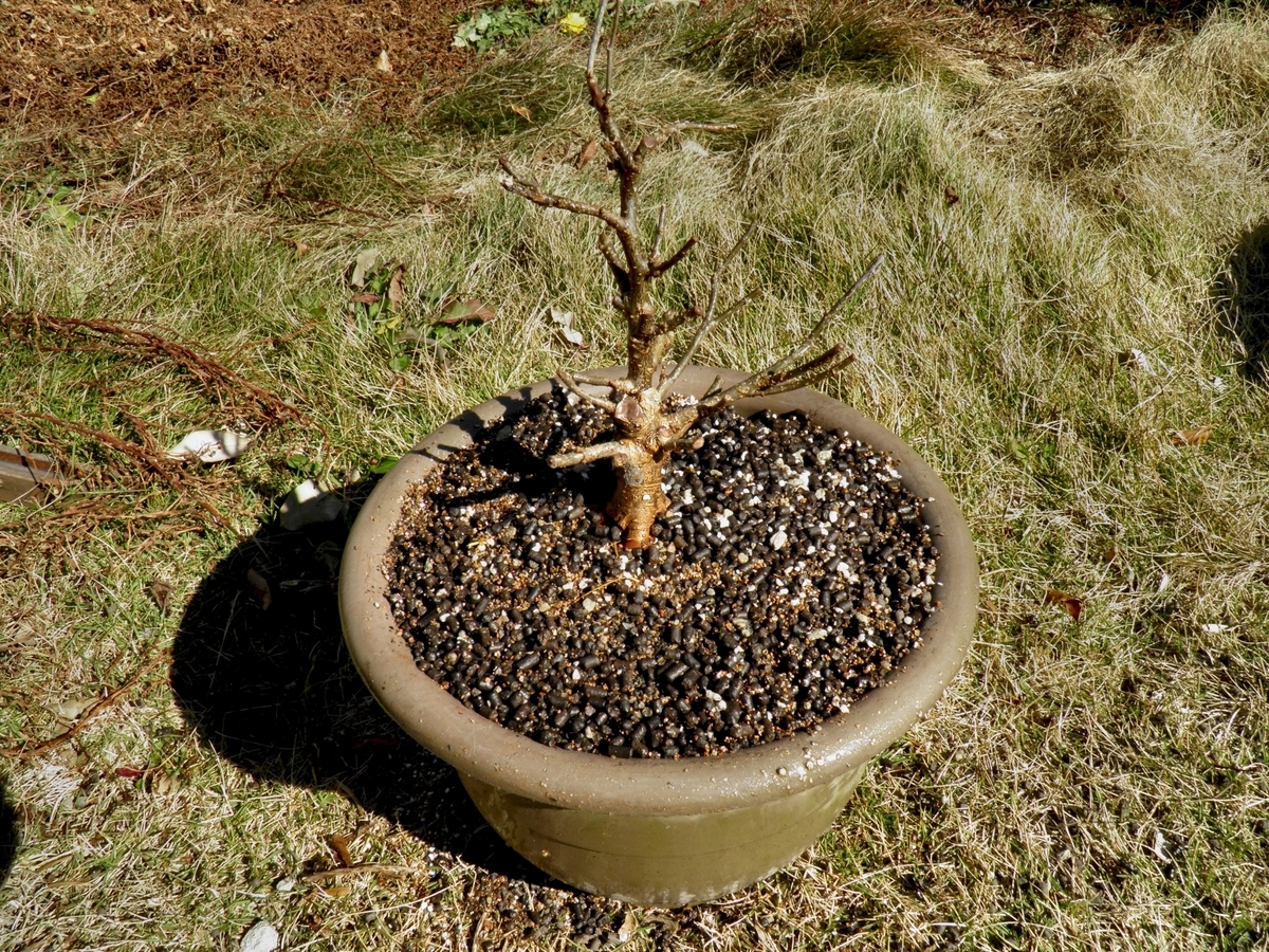 桑 マルベリー の盆栽仕立て 植替えました マッチョな根張りを目指せ 葉ログ