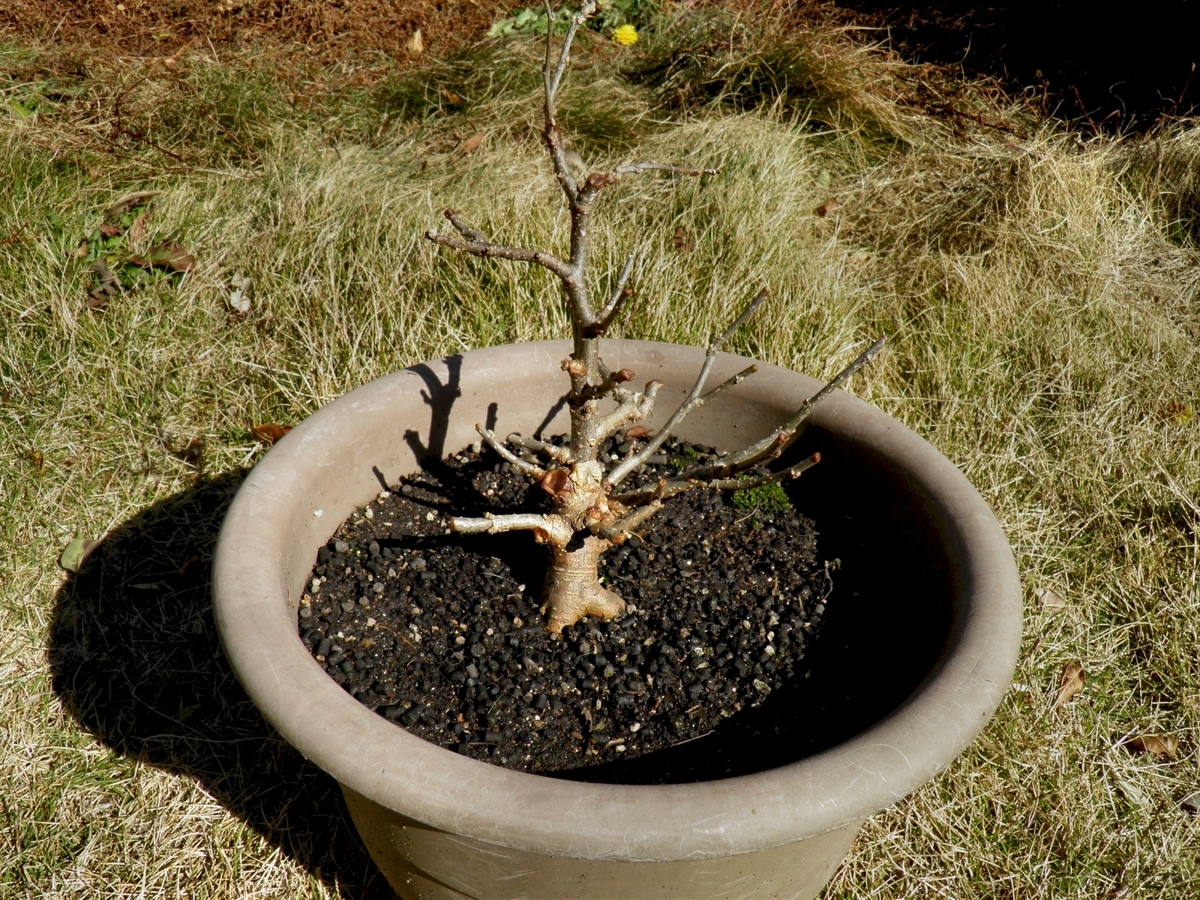 美品 エモードロンウィ JAIPUR エナメルボックス 手描き 美品 エモー