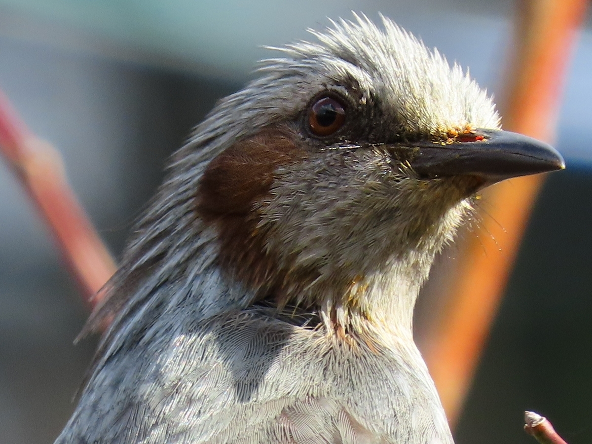 野鳥のヒヨドリ
