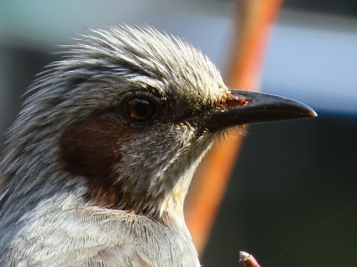野鳥のヒヨドリ