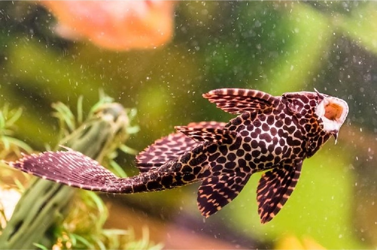 熱帯魚(淡水魚),プレコ（キンペコ）,Fantomeブリード,G-style