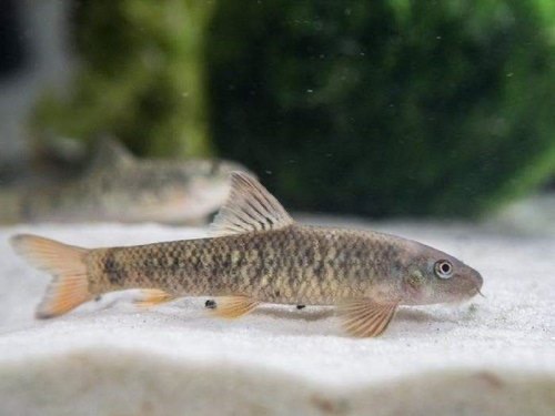 ガラ・ルファ｜ドクターフィッシュ｜Doctor Fish｜Garra rufa - 熱帯魚