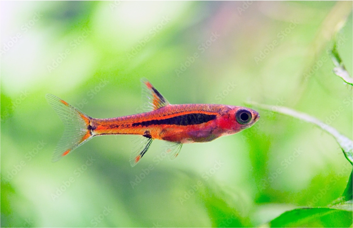 ボララスブリジッタエ｜Mosquito Rasbora｜Boraras brigittae - 熱帯魚動画図鑑作成中