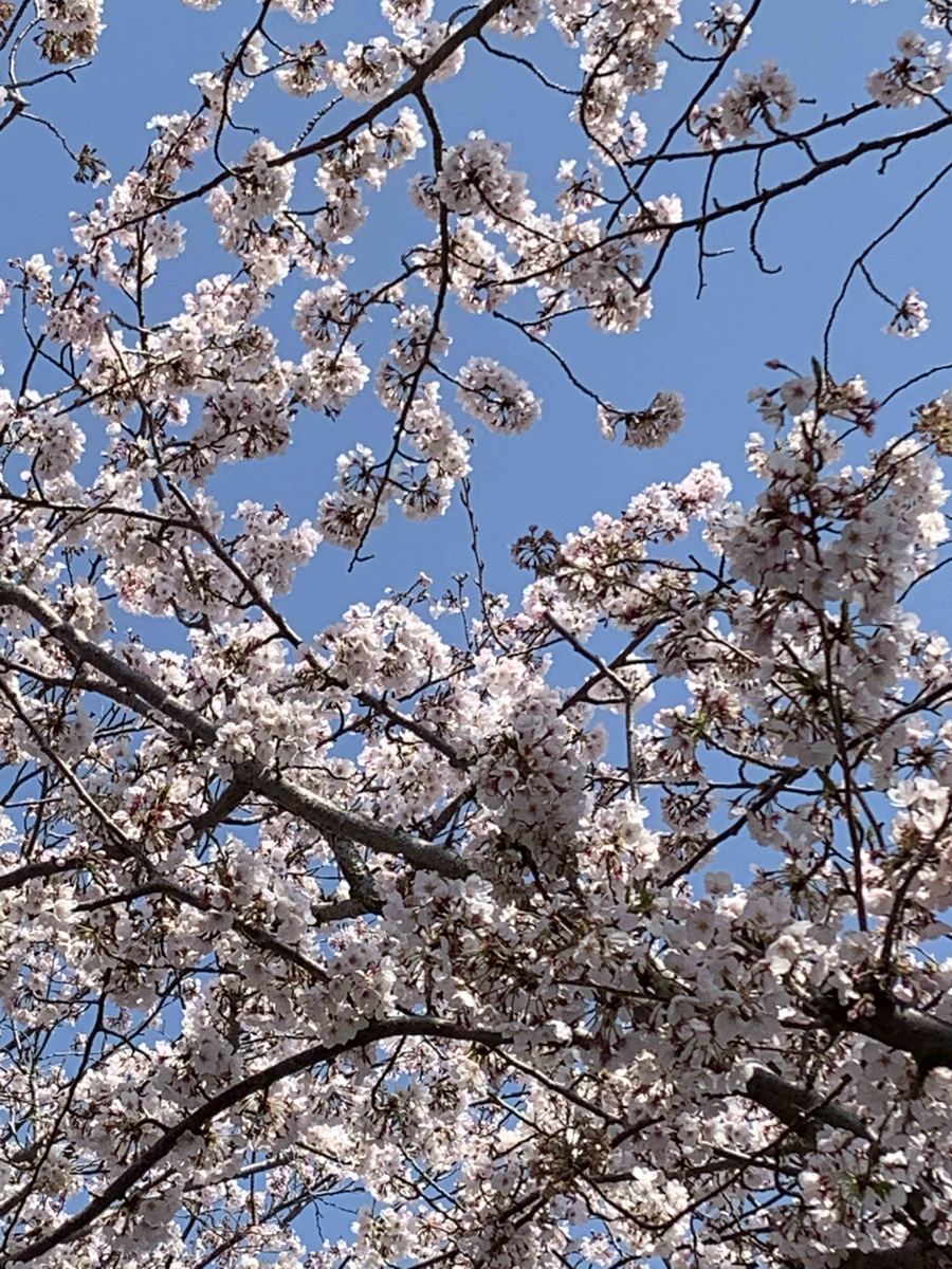 f:id:masuraoo:20190406140122j:plain f:id:masuraoo:20190406140122j:plain