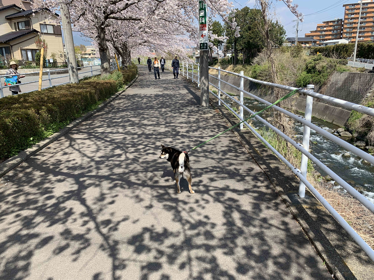 f:id:masuraoo:20190406140136j:plain f:id:masuraoo:20190406140136j:plain