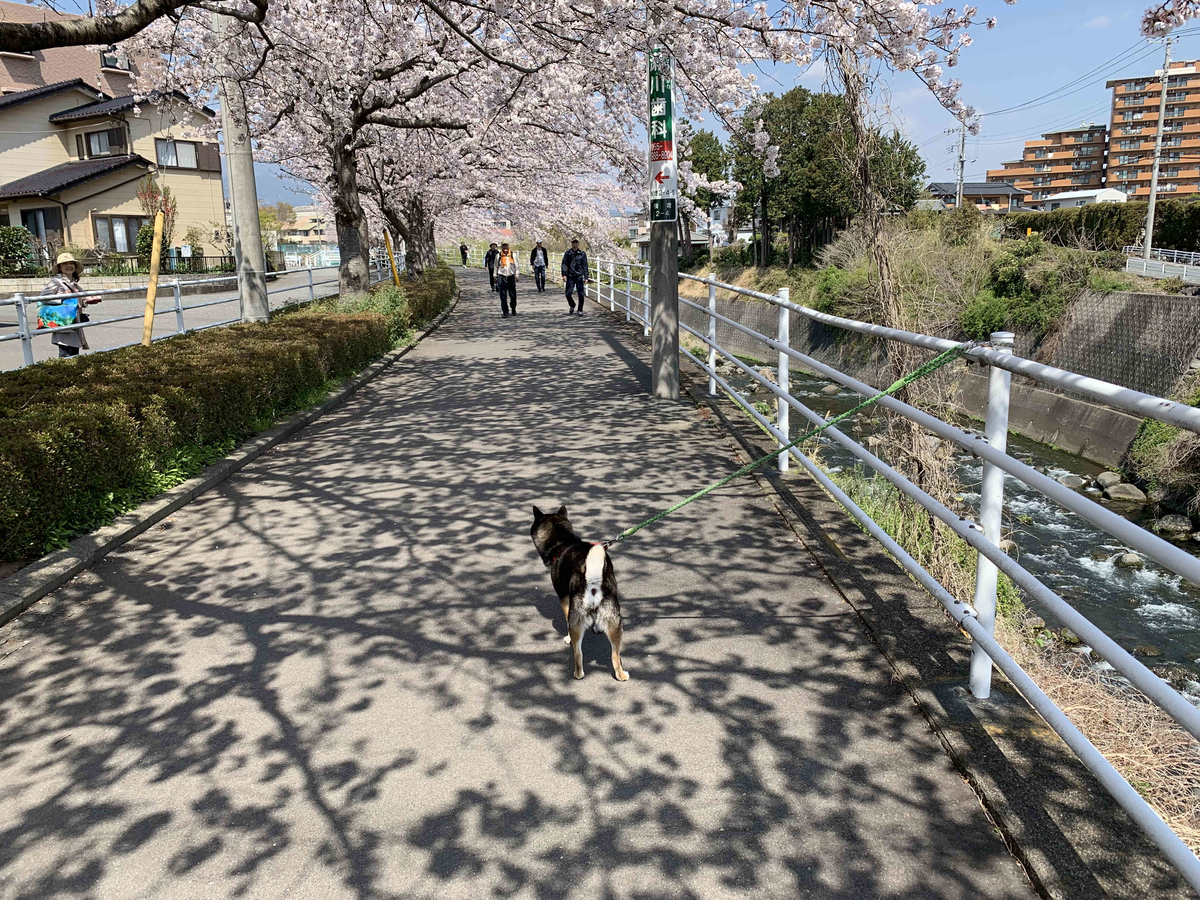 f:id:masuraoo:20190406140137j:plain f:id:masuraoo:20190406140137j:plain