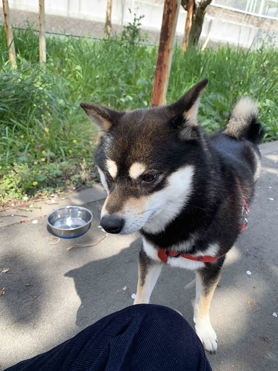 f:id:masuraoo:20190406140140j:plain f:id:masuraoo:20190406140140j:plain