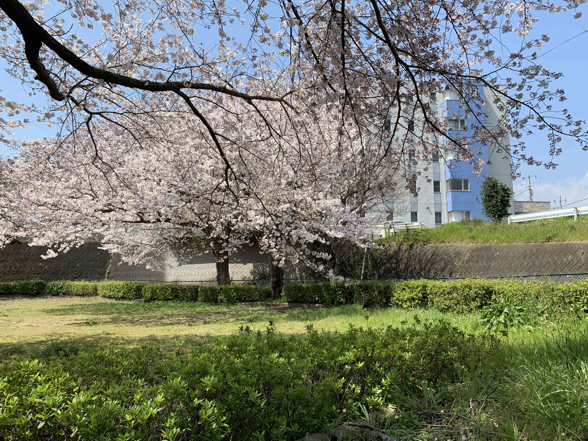 f:id:masuraoo:20190406140142j:plain f:id:masuraoo:20190406140142j:plain