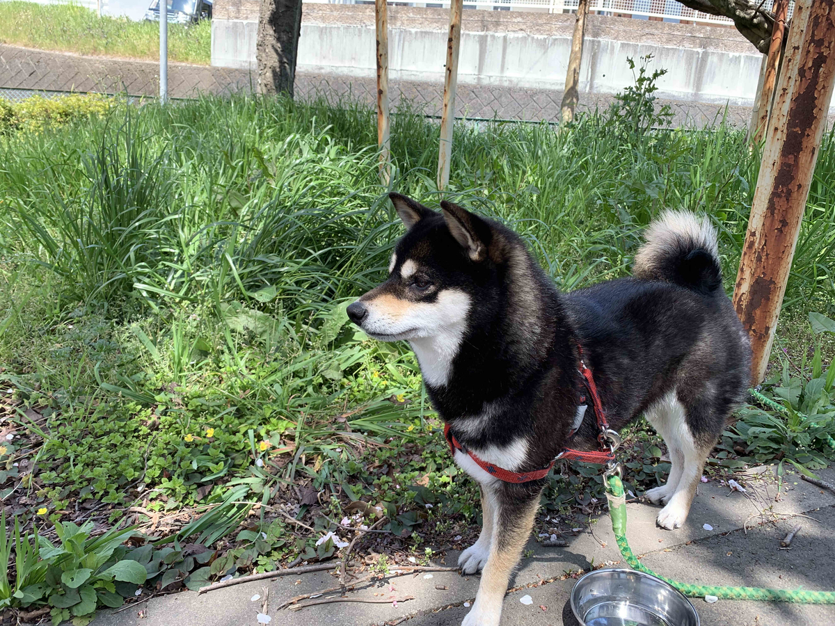 f:id:masuraoo:20190406140145j:plain f:id:masuraoo:20190406140145j:plain