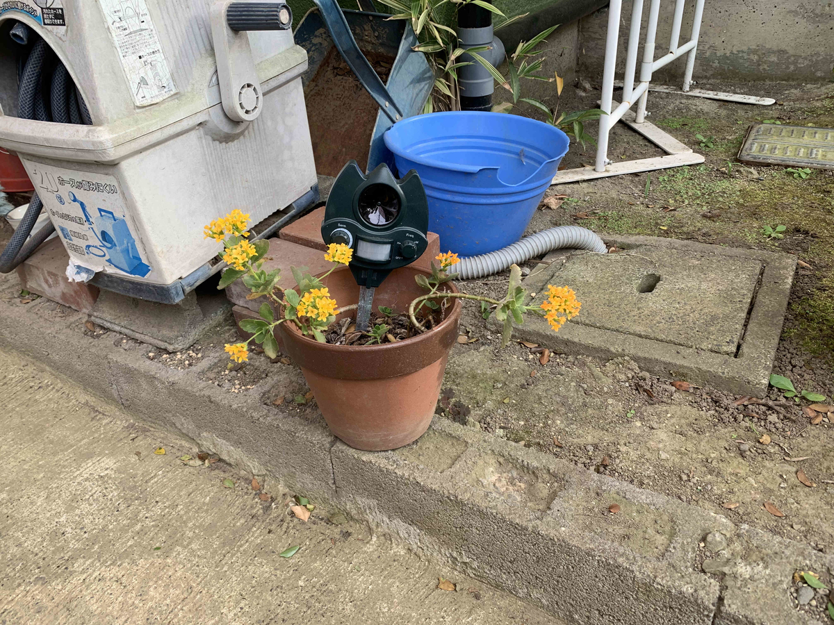 f:id:masuraoo:20190518171058j:plain f:id:masuraoo:20190518171058j:plain