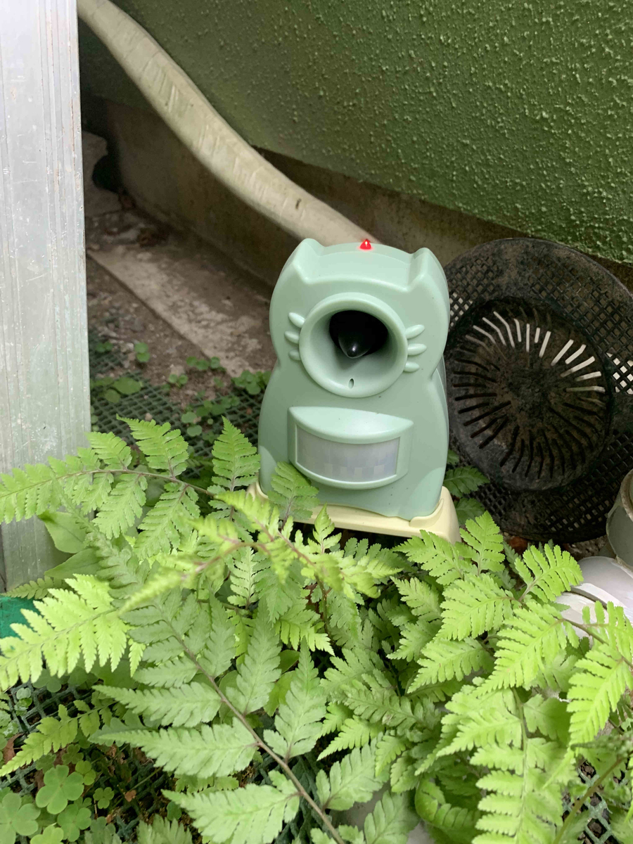 f:id:masuraoo:20190518171101j:plain f:id:masuraoo:20190518171101j:plain