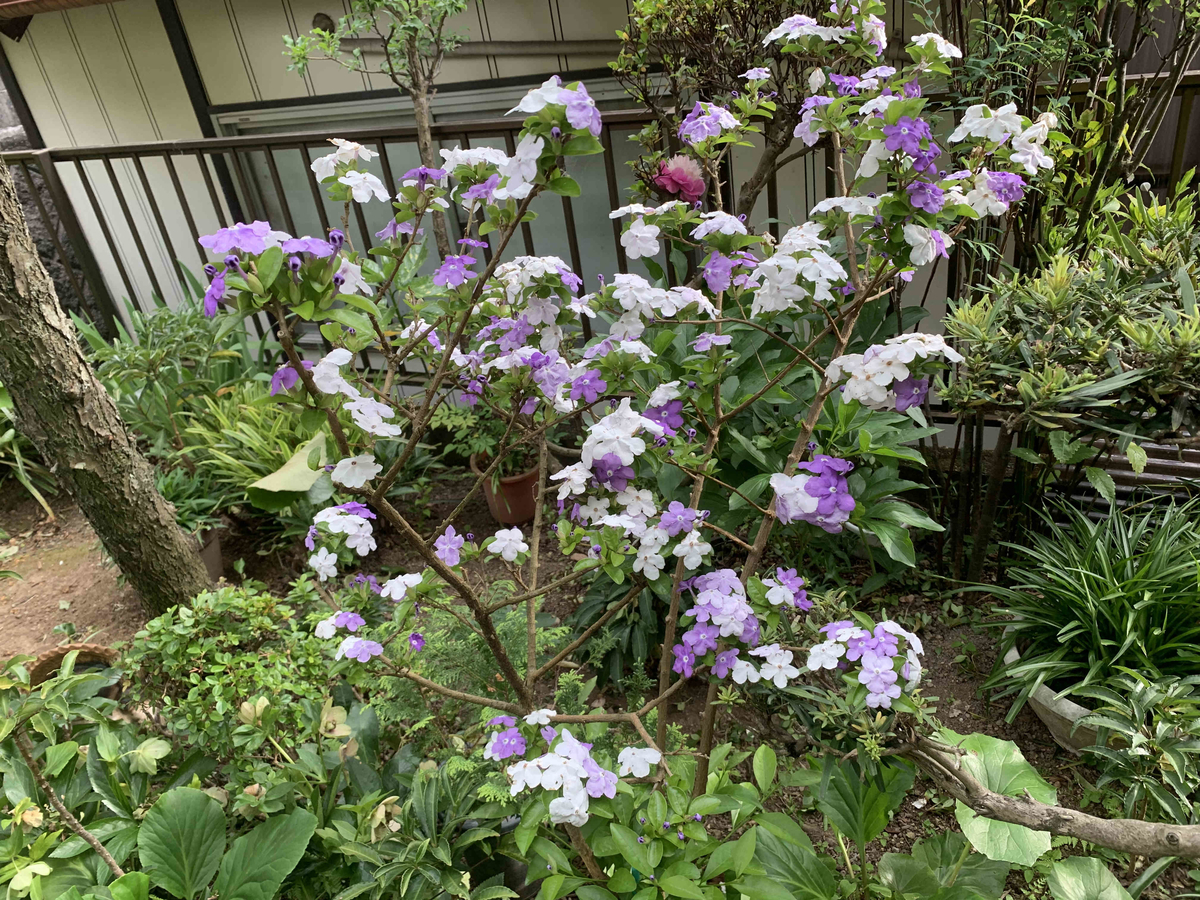 f:id:masuraoo:20190518171104j:plain f:id:masuraoo:20190518171104j:plain