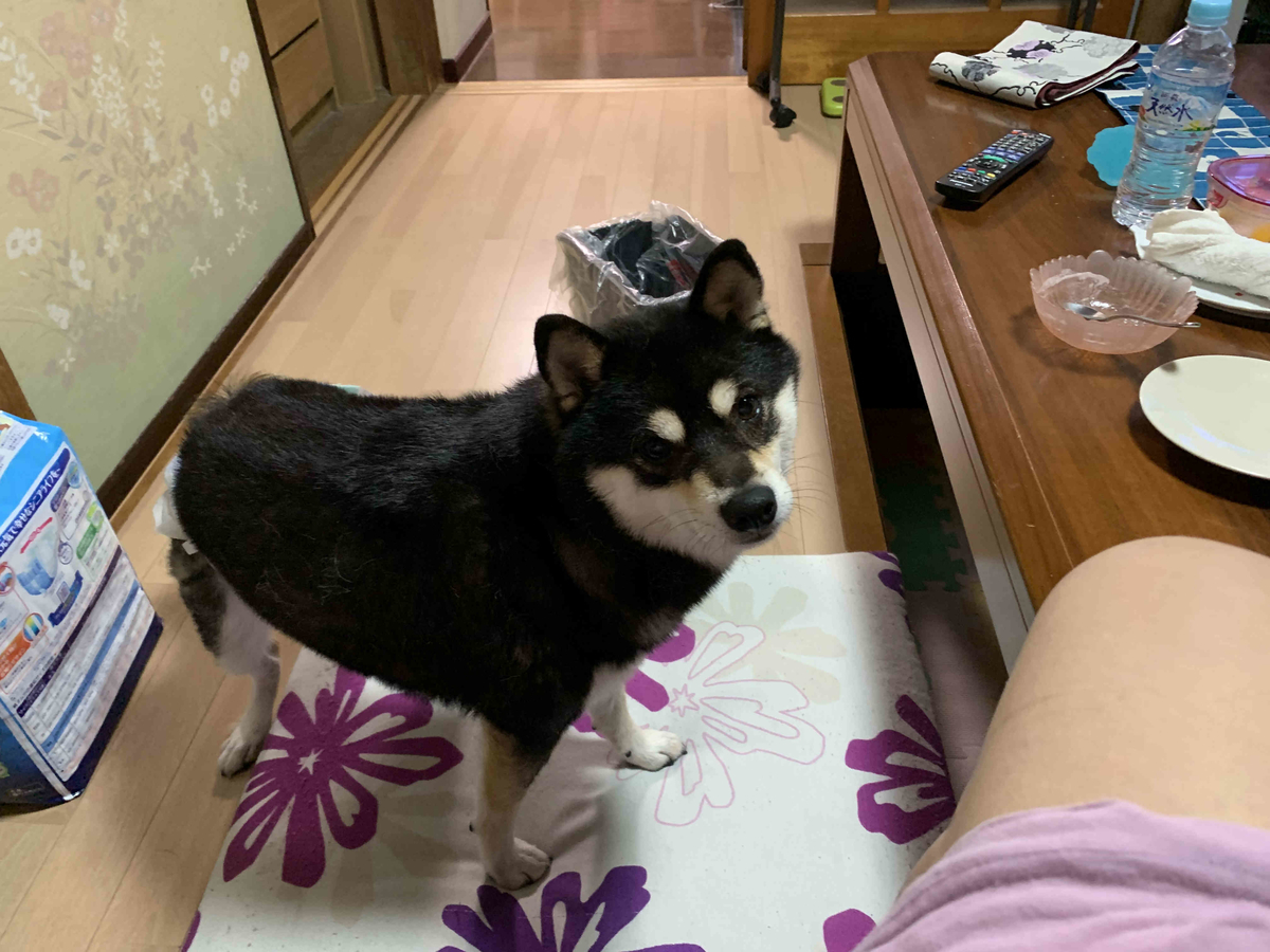 f:id:masuraoo:20190916154443j:plain f:id:masuraoo:20190916154443j:plain