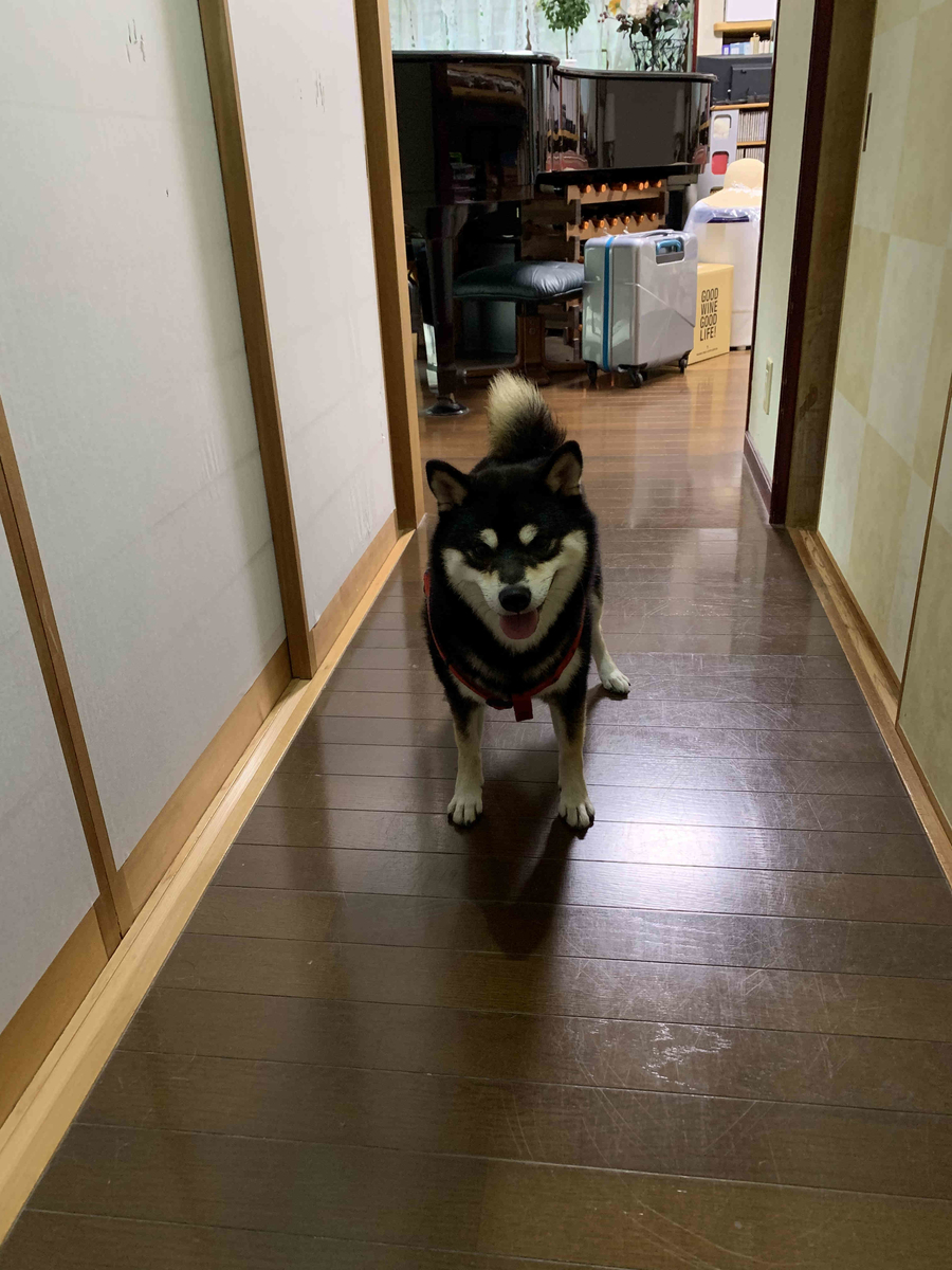 f:id:masuraoo:20190918090144j:plain f:id:masuraoo:20190918090144j:plain
