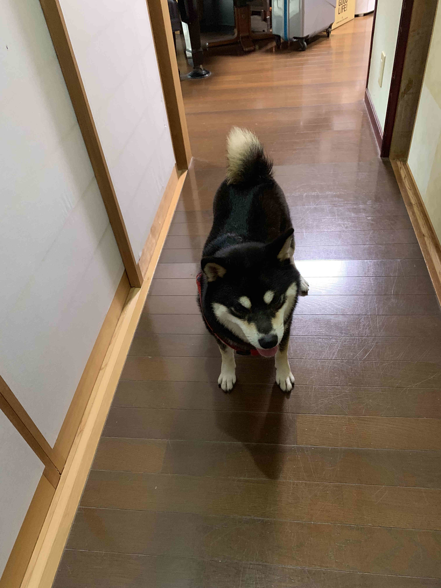 f:id:masuraoo:20190918090157j:plain f:id:masuraoo:20190918090157j:plain