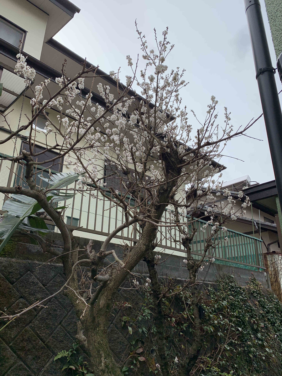 f:id:masuraoo:20200304103135j:plain f:id:masuraoo:20200304103135j:plain
