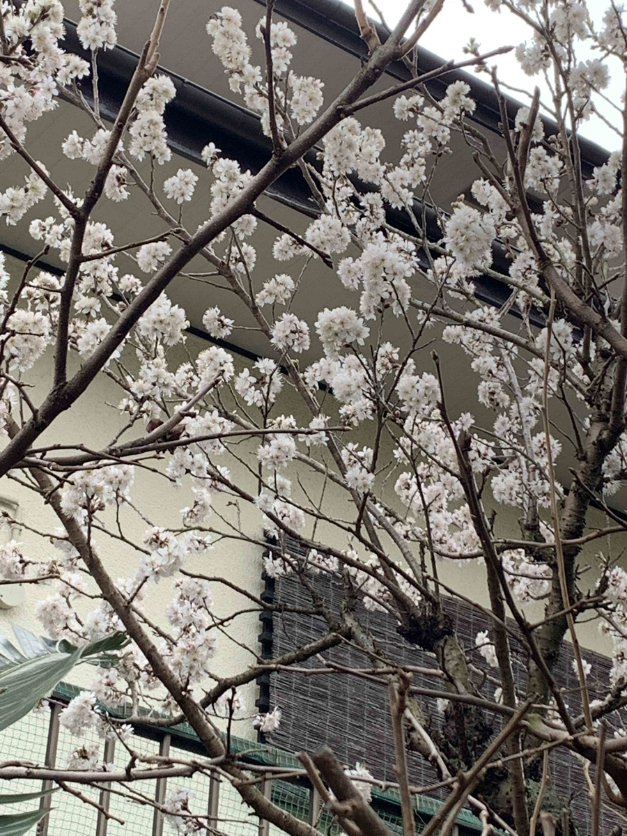 f:id:masuraoo:20200304103148j:plain f:id:masuraoo:20200304103148j:plain