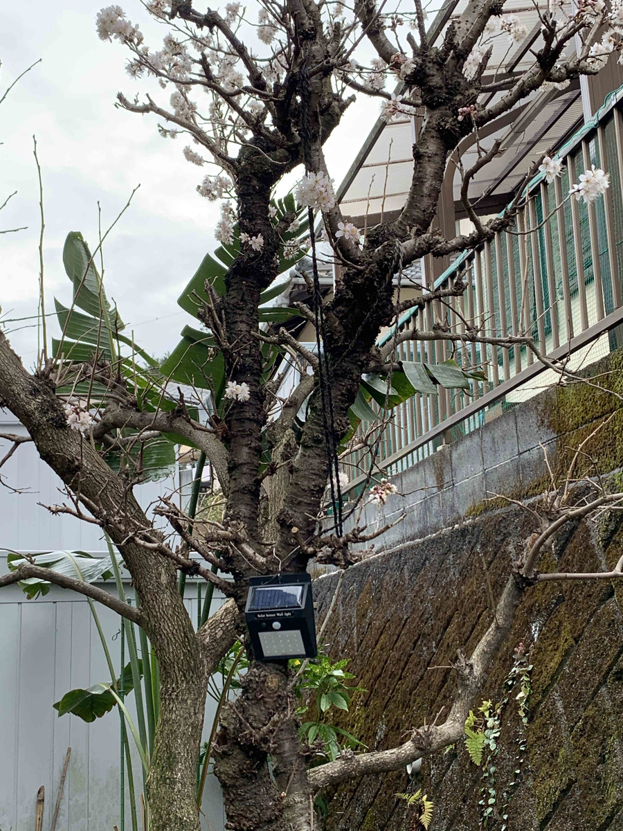 f:id:masuraoo:20200304103306j:plain f:id:masuraoo:20200304103306j:plain