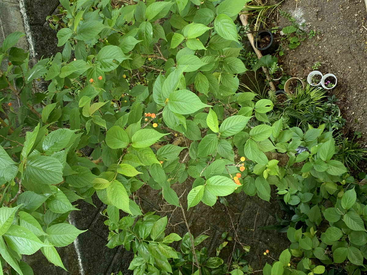 f:id:masuraoo:20200502093226j:plain f:id:masuraoo:20200502093226j:plain