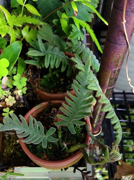 雨が上がりそう神戸エリアです～上がったら園芸タイム開始！！（笑