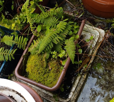 アオネカズラ　鉢植え アオネカズラ 鉢植え Yahoo!オークション -「アオネカズラ」(鉢植え