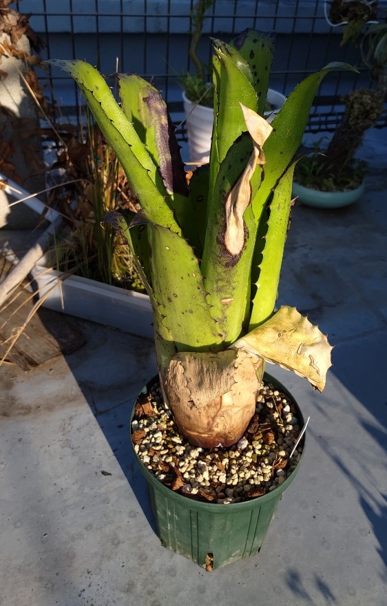 ホヘンベルギア マグニスピナ Hohenbergia Magnispina