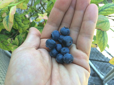 f:id:mata1:20160626171841j:plain