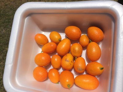 f:id:mata1:20160626171843j:plain