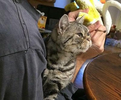 f:id:mata1:20170507165259j:plain f:id:mata1:20170507165259j:plain