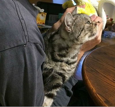 f:id:mata1:20170507165320j:plain f:id:mata1:20170507165320j:plain