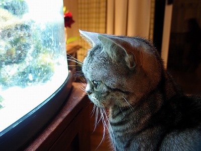 f:id:mata1:20170508164256j:plain f:id:mata1:20170508164256j:plain