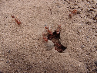 f:id:mata1:20170928162406j:plain