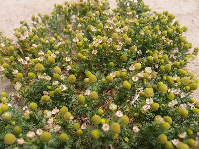 f:id:mata1:20170928164320j:plain