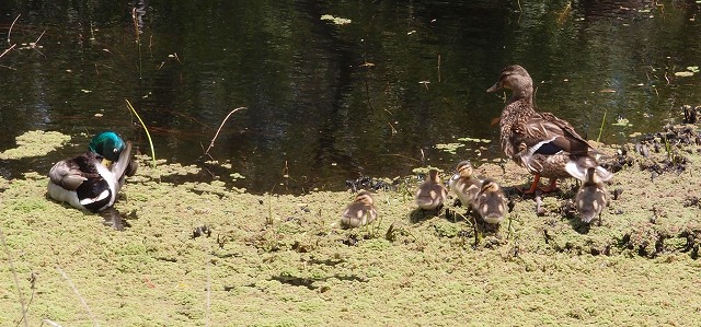 f:id:mata1:20170928165418j:plain