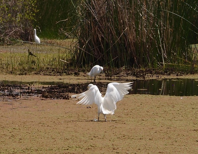 f:id:mata1:20170928165801j:plain