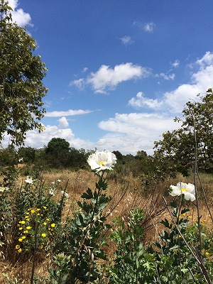 f:id:mata1:20170928170200j:plain