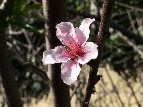 f:id:mata1:20180411172158j:plain f:id:mata1:20180411172158j:plain