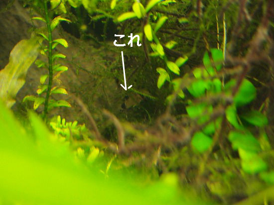 f:id:mata1:20180725172300j:plain f:id:mata1:20180725172300j:plain