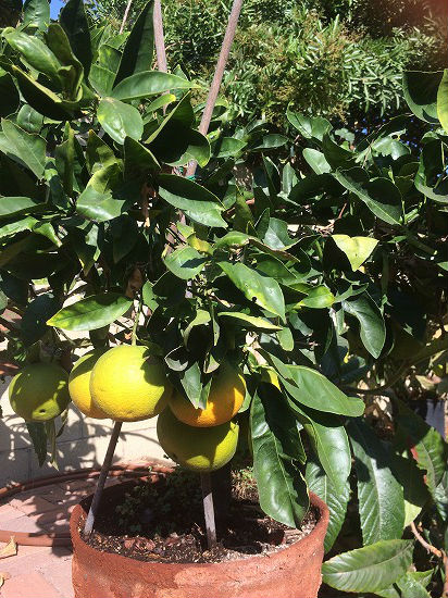 f:id:mata1:20181119181013j:plain