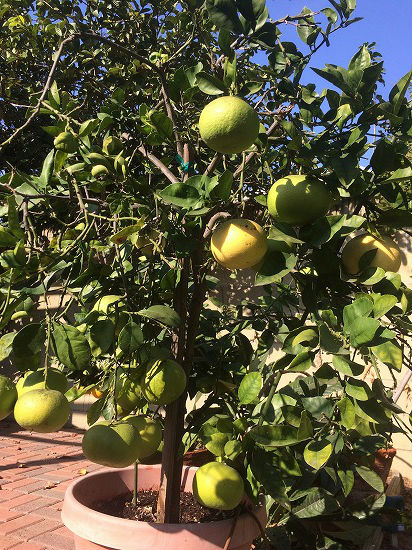 f:id:mata1:20181119181032j:plain